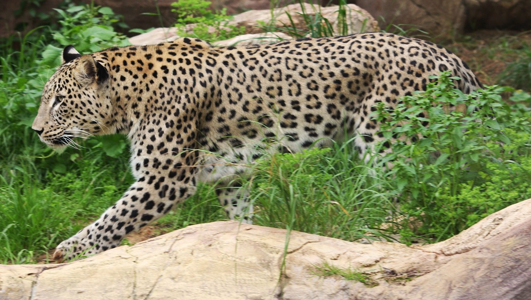 Resultado de imagem para leopardo persa