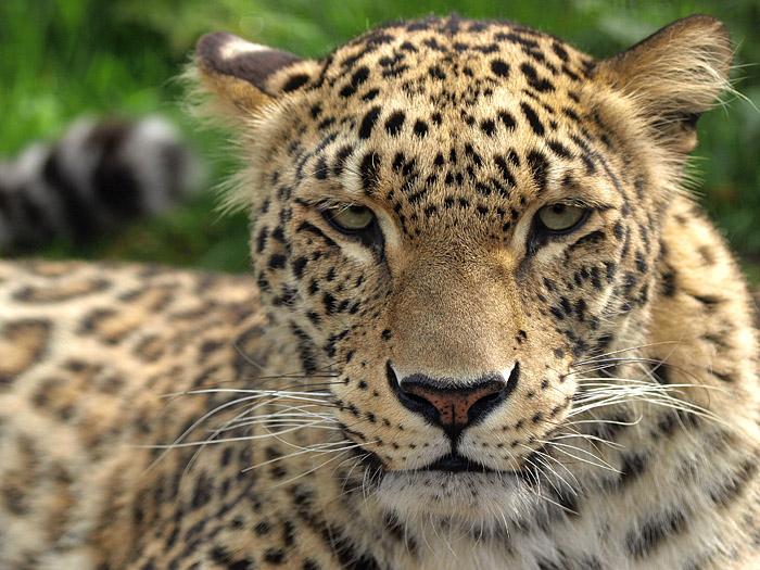 Wildlife Insurance for Persian Leopard | Financial Tribune