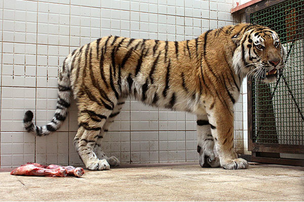 My destiny with Amur Tigers - Chinadaily.com.cn