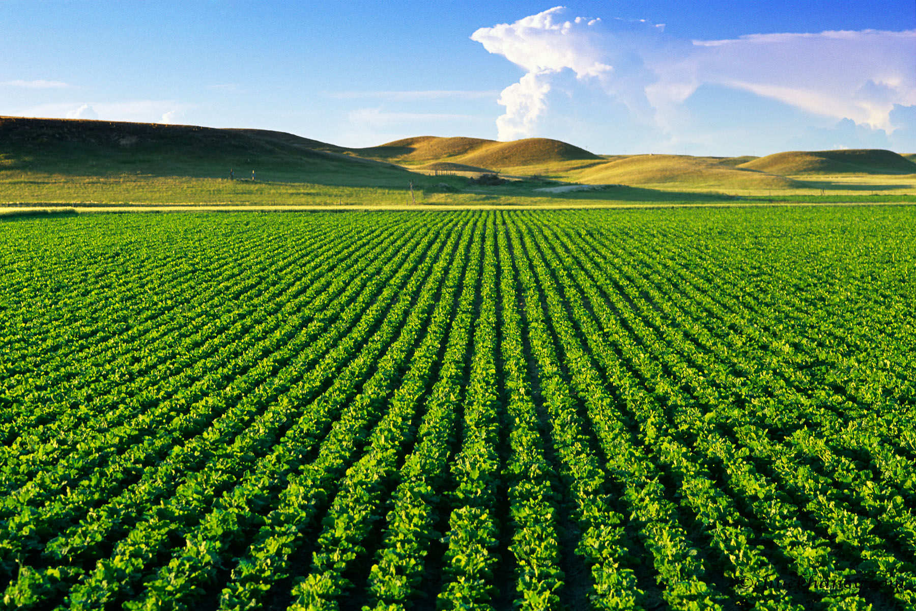 Agro Outsourcing Target 10 000 Hectares In Kazakhstan Financial Tribune