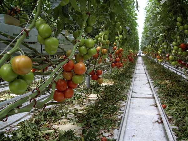 Greenhouse Production Capacity to Rise 20% | Financial Tribune