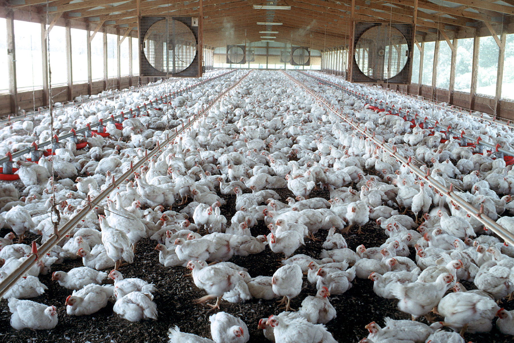 Q3 Industrial Chicken Farms PPI At 30 Financial Tribune   05 Ff Chicken Farms Ppi Q3 99 280 Ab 