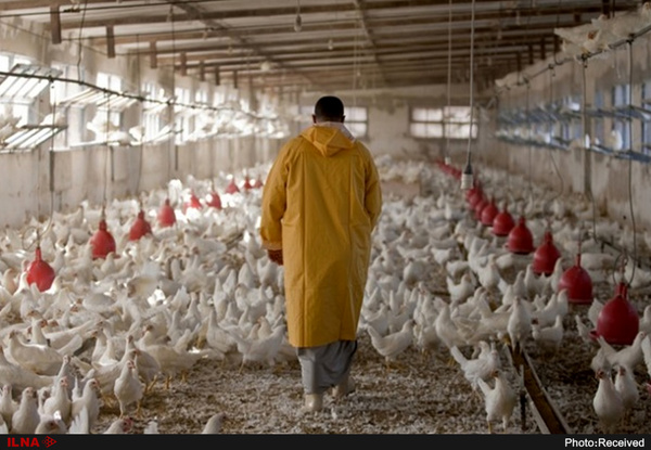Poultry Farmers Facing Feed Shortage | Financial Tribune