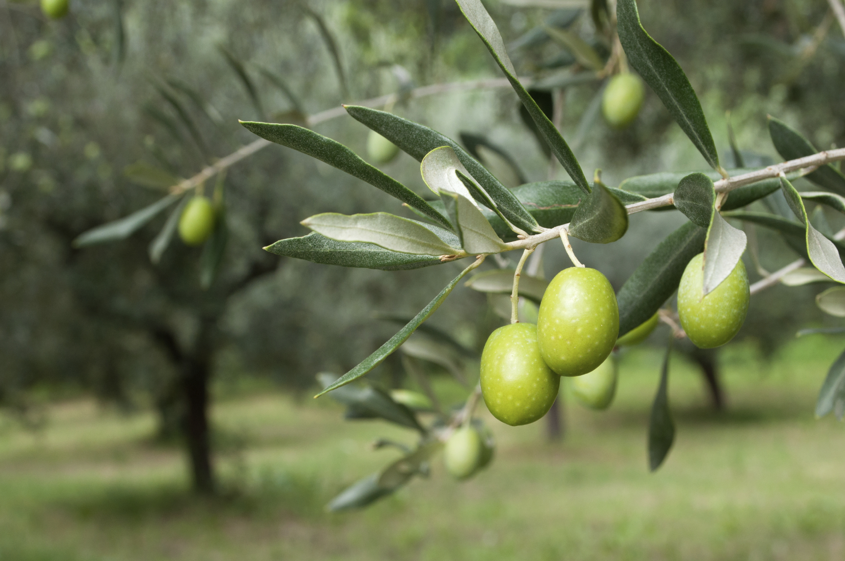 olive-output-expected-to-reach-120k-tons-by-fiscal-yearend-financial