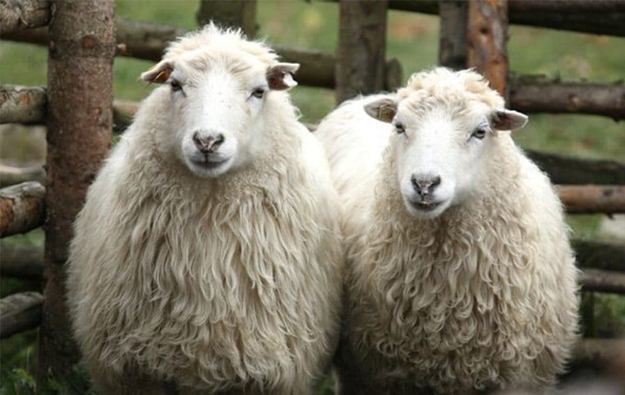Semnan Farm Starts Spanish Sheep Breeding | Financial Tribune
