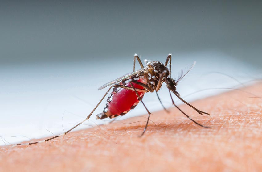 Dengue Fever in Sri Lanka | Financial Tribune