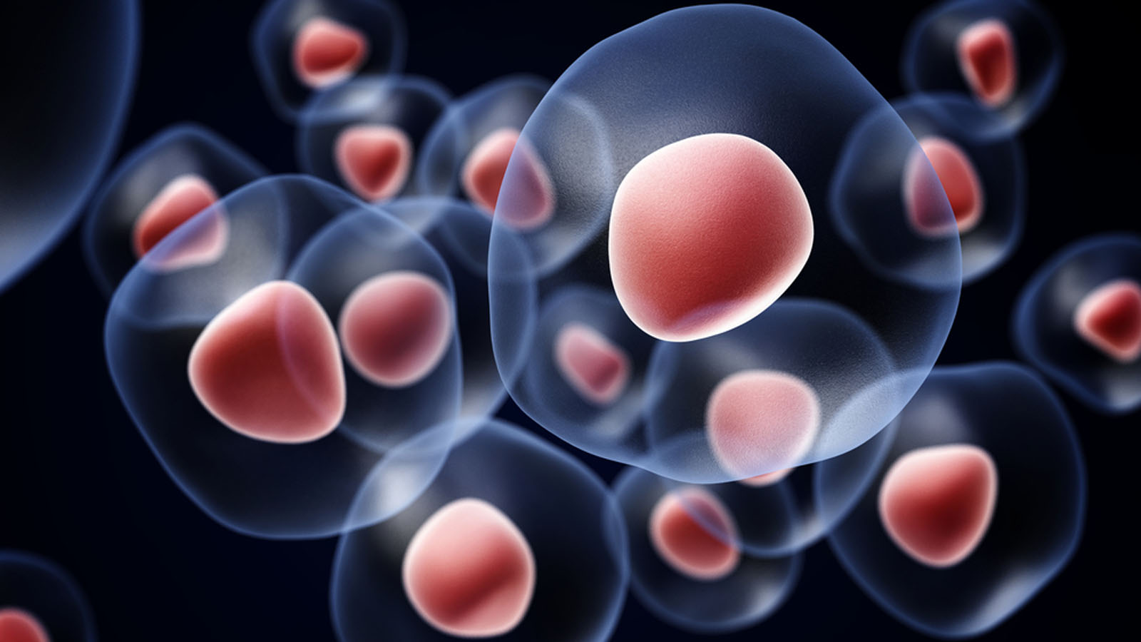 Stem cells can develop into different cell types in the body