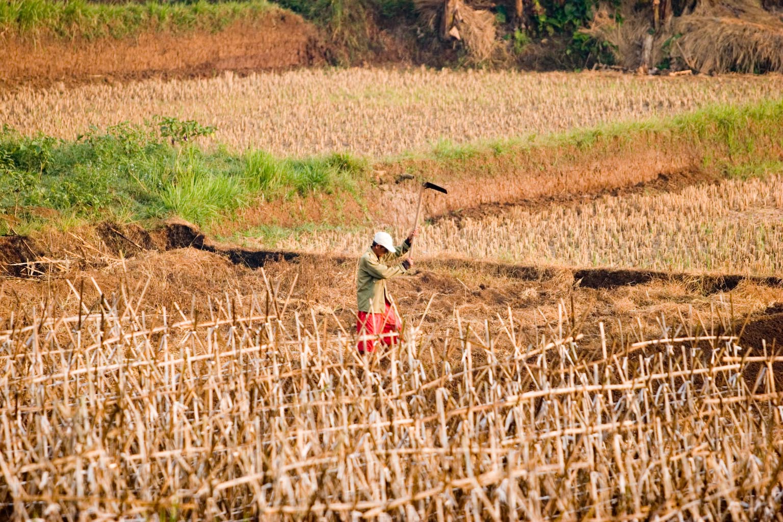 Agriculture s Impact On Climate Change Alarming Financial Tribune