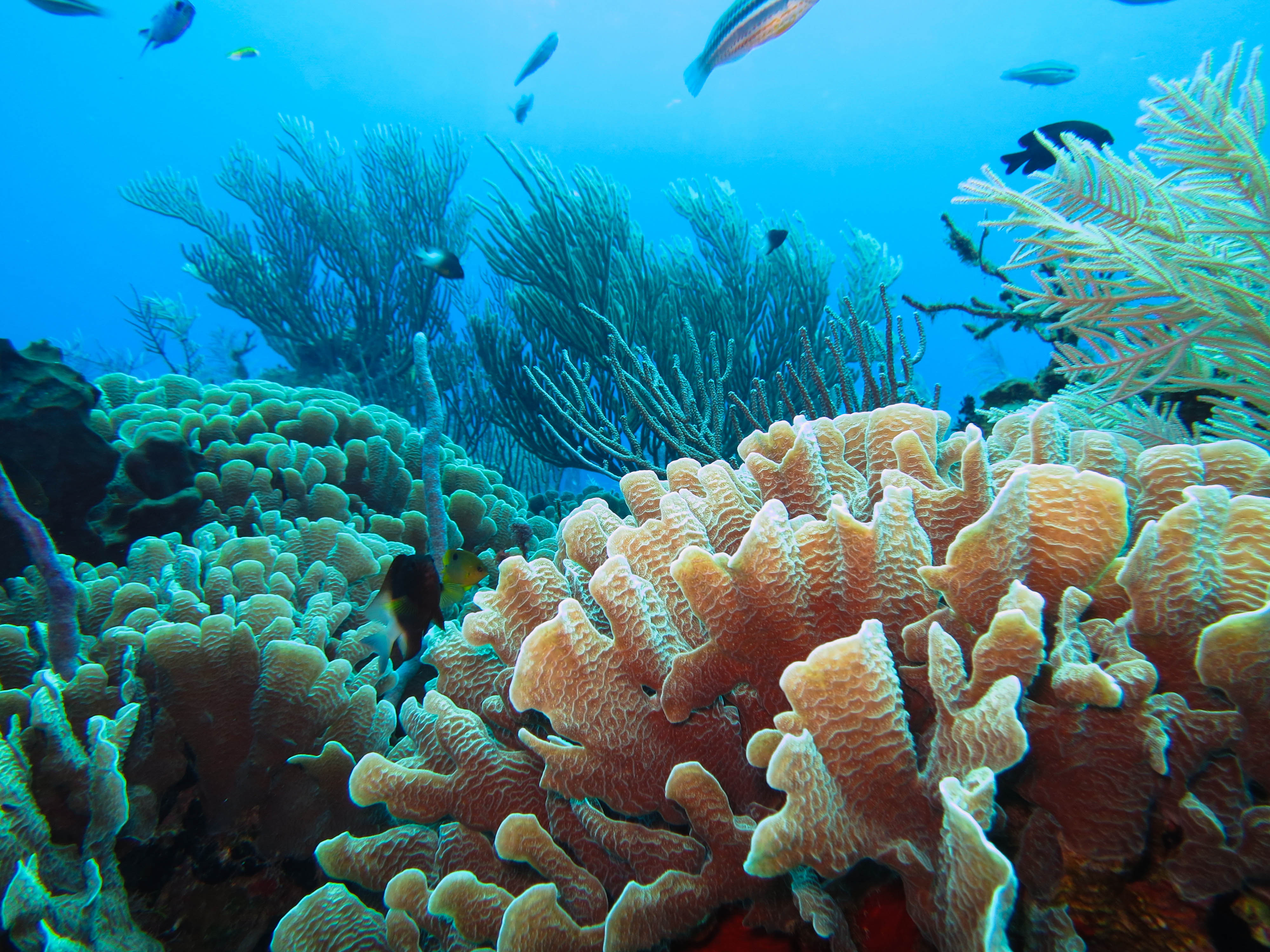 marine biome coral reef