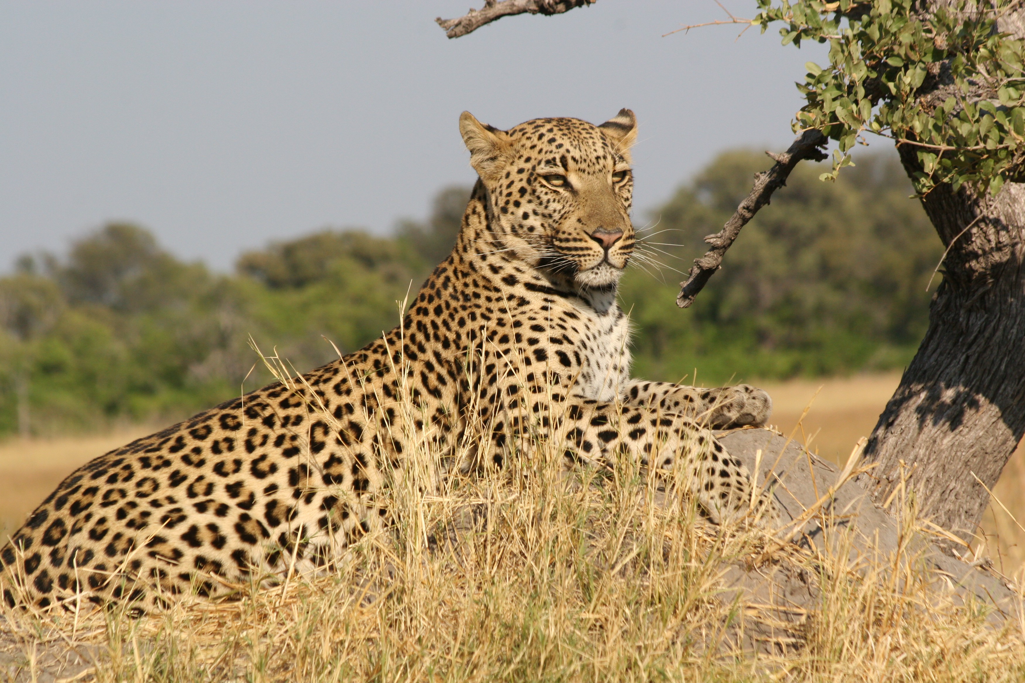 Rapid Decline in S. African Leopards | Financial Tribune