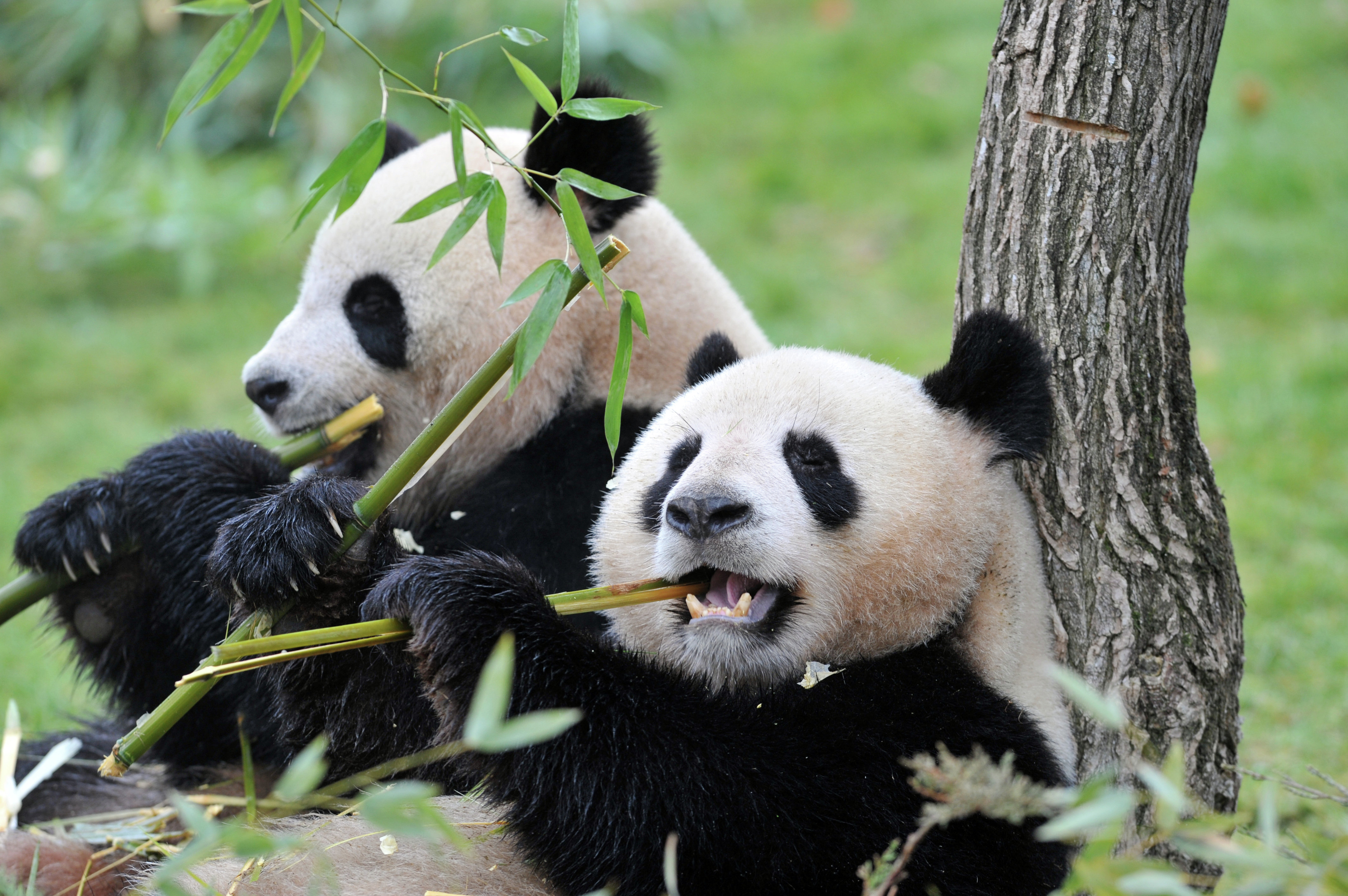 about pandas beliefs Asian