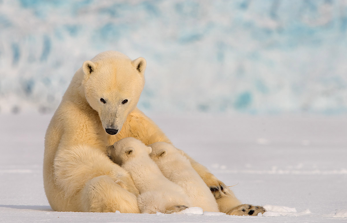 Polar Bear Cubs Feeding on Contaminated Mother's Milk | Financial Tribune