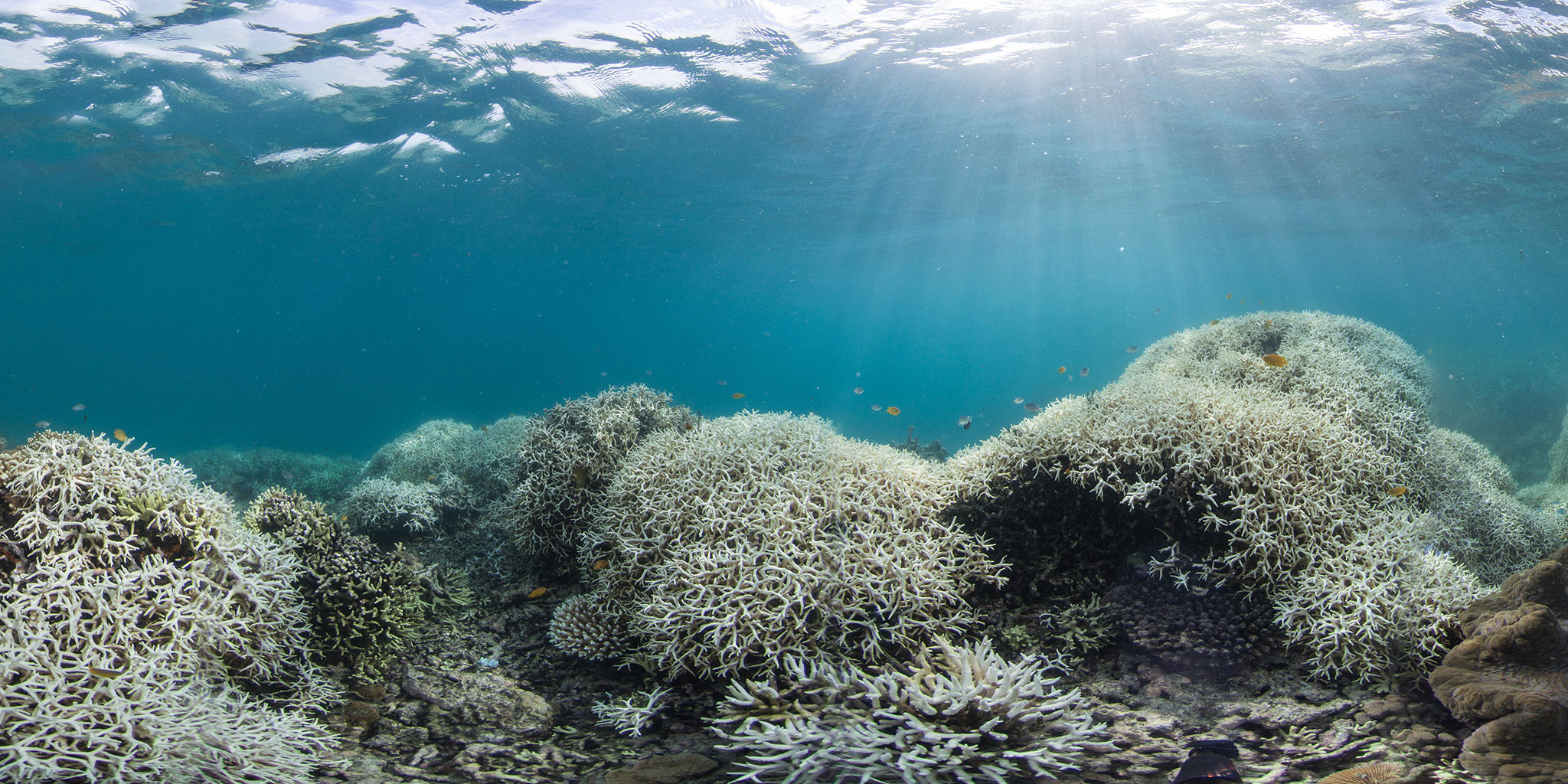 Great Barrier Reef Bleaching Worse Than Thought | Financial Tribune