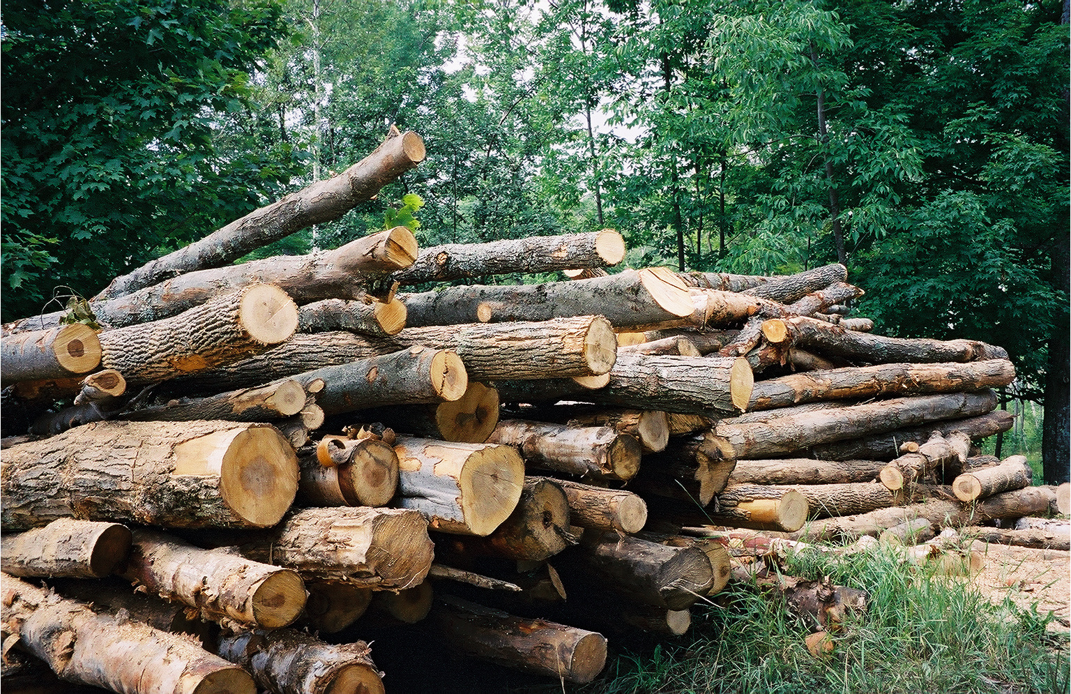 Crackdown On Illegal Logging Financial Tribune