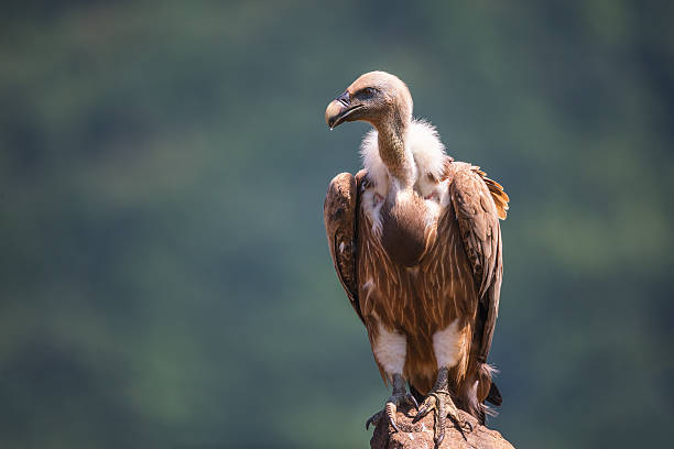 India's Vulture Numbers Down From Millions to Thousands in Two Decades ...