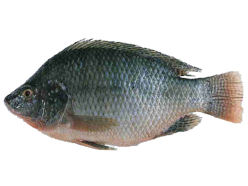 tilapia fish in telugu