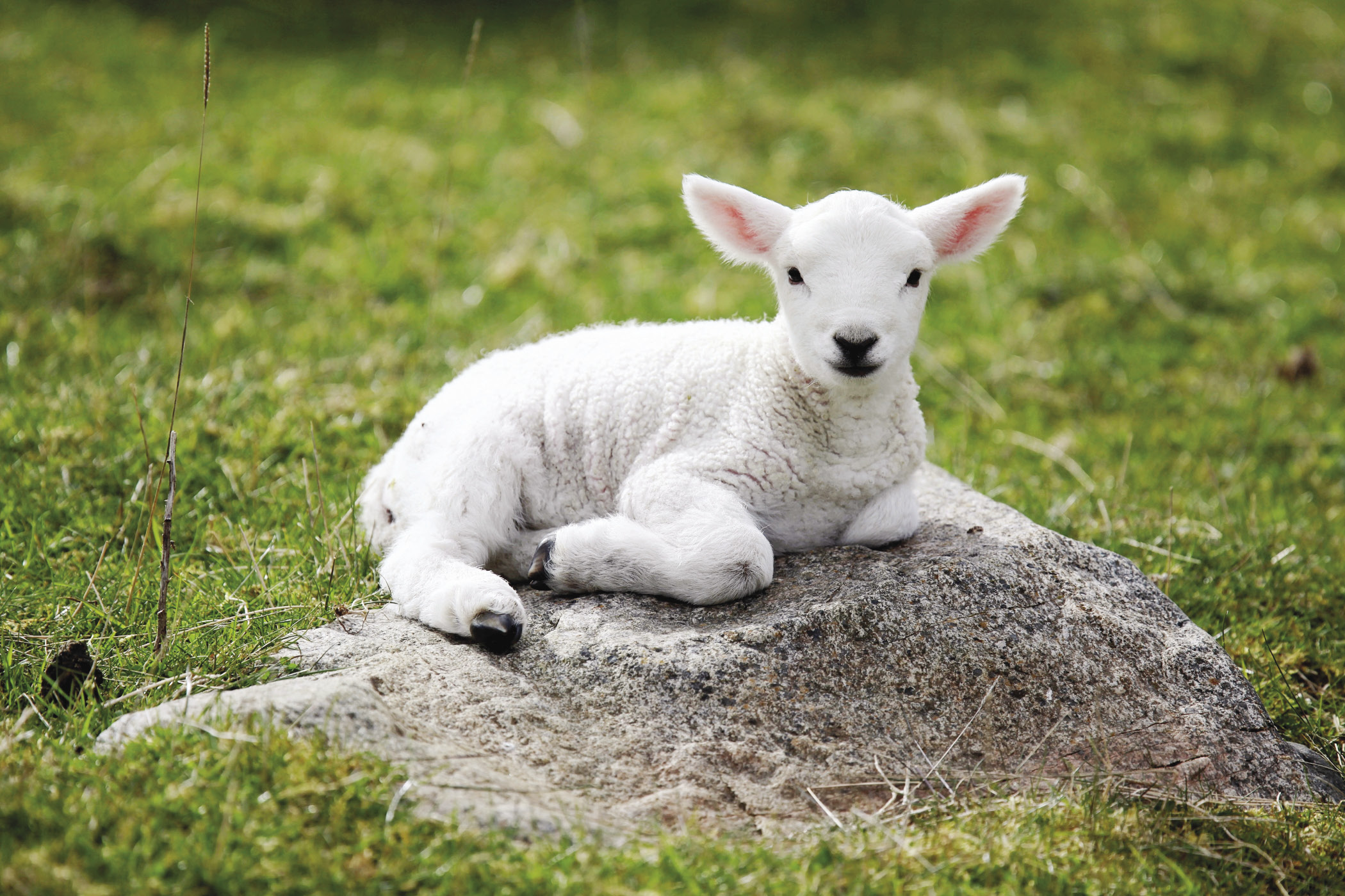 cult of the lamb sales
