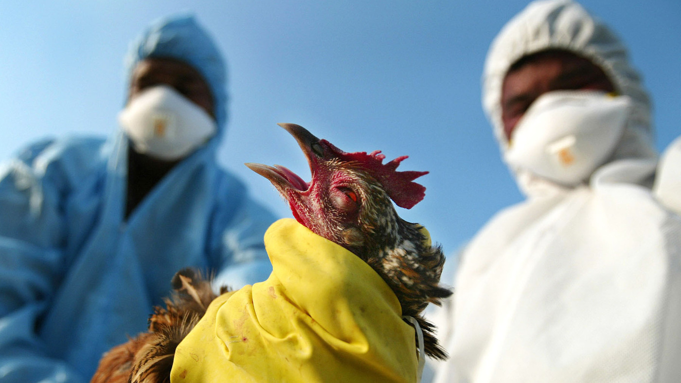 Bird Flu Pandemic 2024 Della Farrand