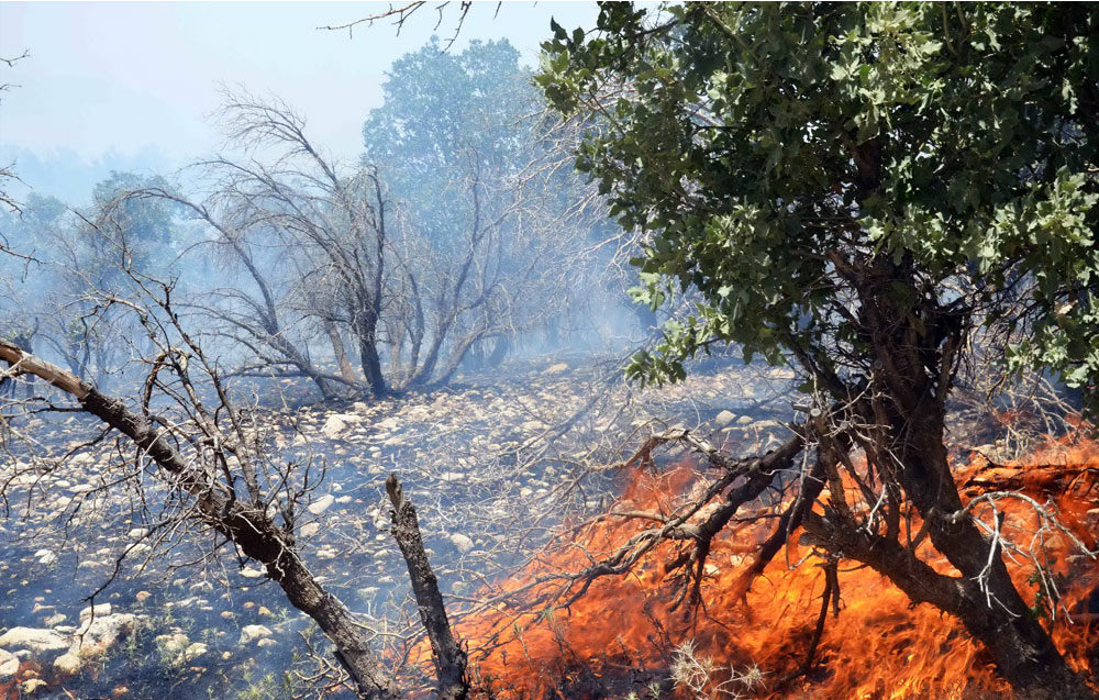 Wildfires Burn Ancient Forests | Financial Tribune