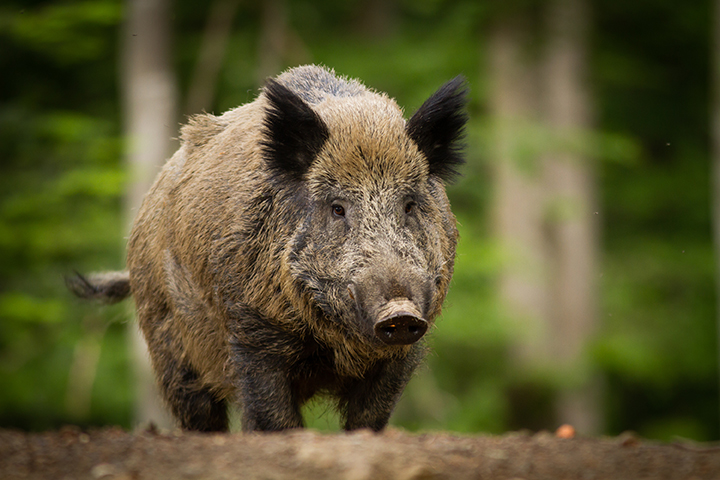 Radioactive Wild Boars Overrun N. Japan | Financial Tribune