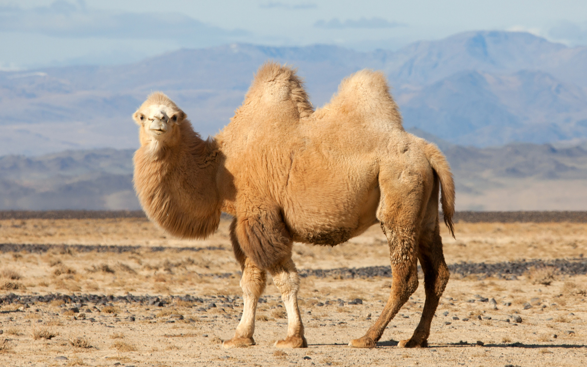 Bactrian Camels on the Brink | Financial Tribune