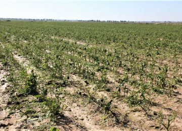Water Crisis for Khuzestan Farmers Looks More Scary 