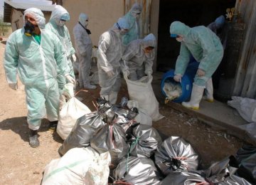 Iran Veterinary Organization Takes  on Avian Flu by Importing Vaccine