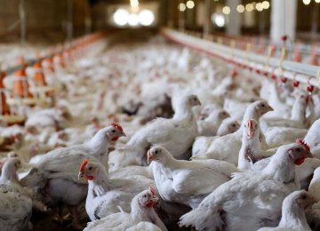 IVO: No Sign of Avian Flu Epidemic This Year