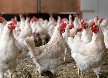 Avian Flu Fully Contained in Iran