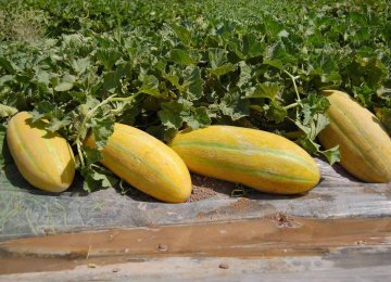 Melon Exports Earn $32m in  3 Months