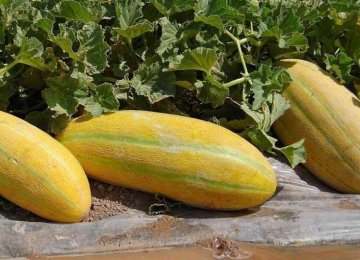 Persian Melon Exports Earn $34 Million