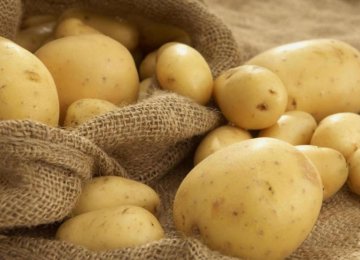 Potato Exports Earn $26m in  4 Months