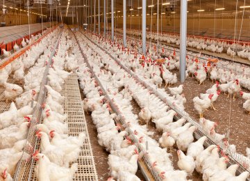 Iran Moves to Minimize Damage From Avian Flu 