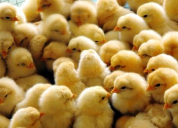 Unfit Vehicles Cause Hefty Losses to Poultry Farms