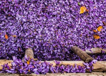 Saffron Exports Reach $78m in Five Months