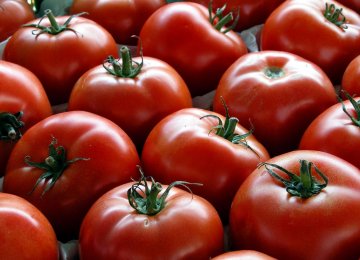 Tomato Exports Earn $112m  in 5 Months