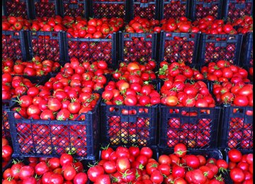 Tomato Exports Earn $80m  in 4 Months
