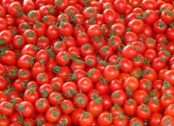 Over 210K Tons of Tomatoes Exported in  3 Months