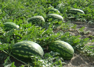 Watermelon Exports  Exceed $100m