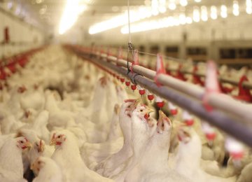 Outbound Smuggling Threatening Domestic Poultry Market