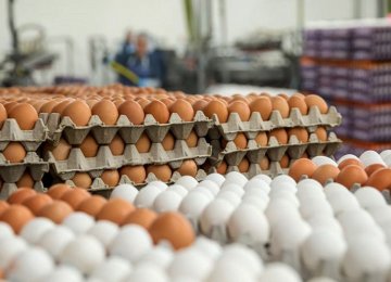 65K Tons of Eggs Exported in Nine Months