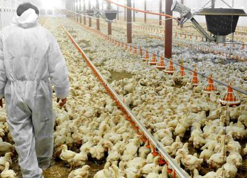 Why Chicken Prices Are Surging?