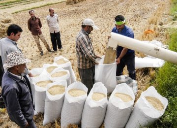 Risk of Rice Shortage Looms as Import Ban Persists