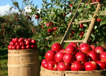 Annual Apple Exports Earn $215m