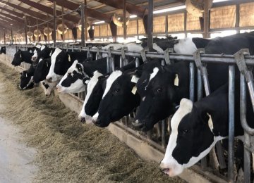 Cattle Farming Sector Bemoans Massive Surplus Financial Tribune