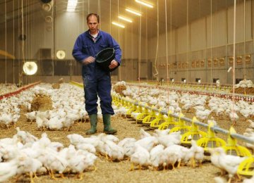 Poultry Farmers Cut Back Output Amid High Feed Prices