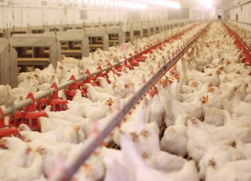 Industrial Chicken Farms’ PPI Up 50% in 2018-19 