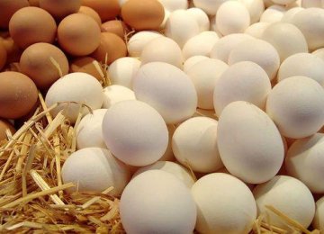 Egg Production Industry in the Doldrums 