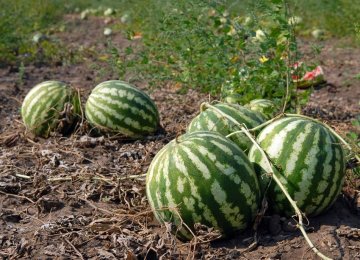 Watermelon Tops Iran's Agro Export List