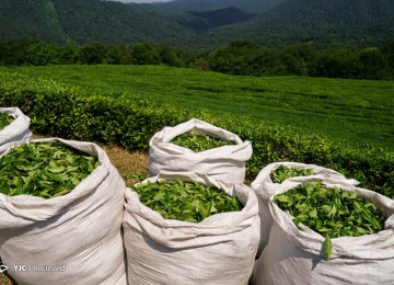 Rise in Tea Production
